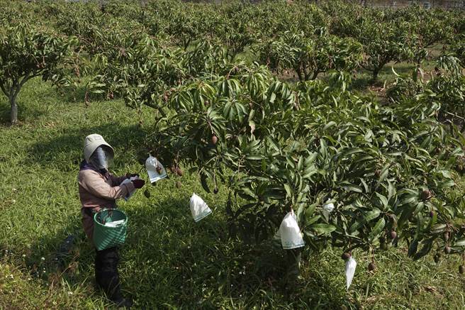 来义乡丹林村的李姓果农在芒果园套袋，边套袋部分边落果，她不禁抱怨。（黄子明摄）