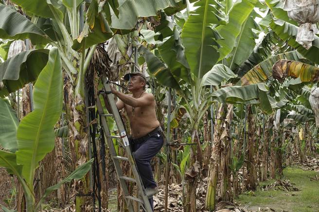 屏东里港柯姓蕉农在香蕉园内将香蕉树綑绑在铁架上，为颱风季来临预做准备；他的果园灌溉主要靠抽取地下水。（黄子明摄）