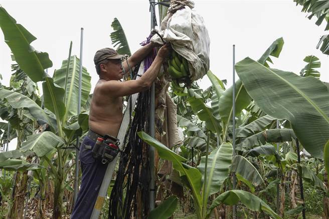 屏东里港柯姓蕉农在香蕉园内将香蕉树綑绑在铁架上，为颱风季来临预做准备，并查看蕉串成长情形；他的果园灌溉主要靠抽取地下水。（黄子明摄）