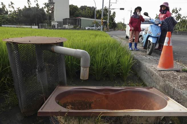 屏东潮州的谢姓农妇正在稻田里拔除杂草，她的稻田灌溉主要靠抽取地下水。（黄子明摄）