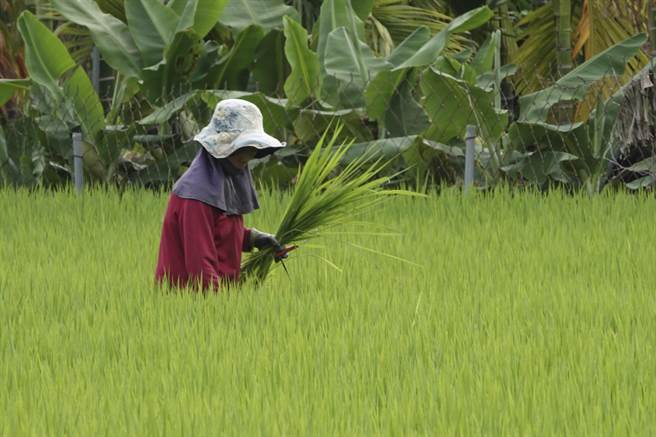 屏东潮州的谢姓农妇正在稻田里拔除杂草，她的稻田灌溉主要靠抽取地下水。（黄子明摄）