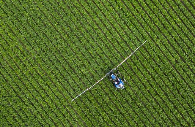 屏东里港毛豆种植业者员工正在毛豆田里喷药，当地大规模种植的毛豆田灌溉主要靠抽取地下水。（黄子明摄）
