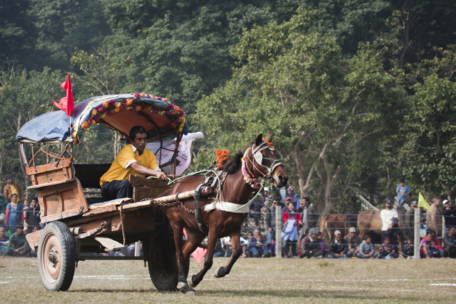 德里警方昨天下午接获报案，有多人在德里旧城区一带用马车竞速，警方立即派人前往设置路障，以免更多车辆进入。(示意图/shutterstock)