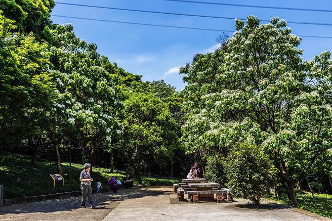 新埔湖口漫游老街古道赏桐趣，从湖口老街到仁和步道赏桐花。（罗浚滨摄）