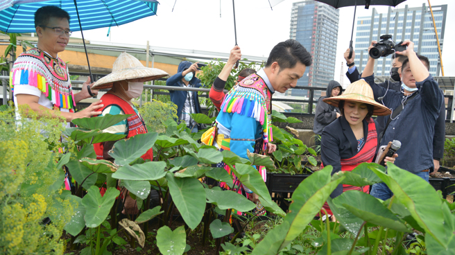 臺北市长蒋万安穿上阿美族服当一日学生，体验城市部落菜园及品嚐原民风味餐。(台北市原民会提供)