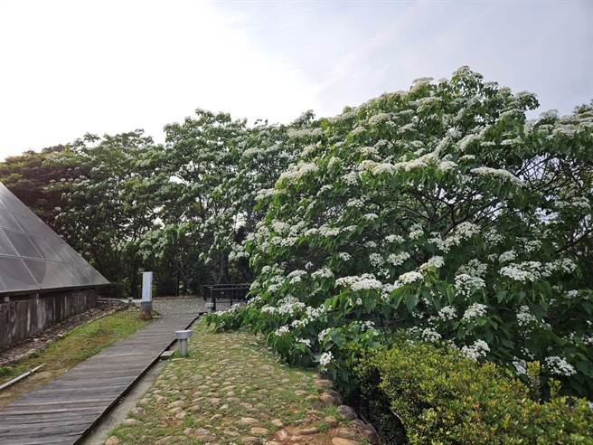 馆方油桐花目前已开五成。（客家文化发展中心提供／李京升苗栗传真）