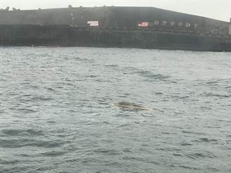 八斗子漁港驚現海豚死亡 海保署打撈帶回化驗