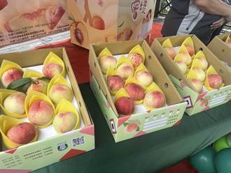 桃市復興區5月桃進入產季 甜度增加銷售上看20萬盒