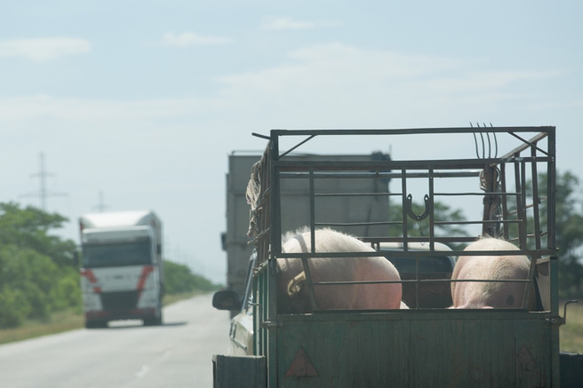 大陆一台小货车行驶在高速公路上，却因为猪只在后方打架，导致车辆失控翻覆。(示意图/达志影像)