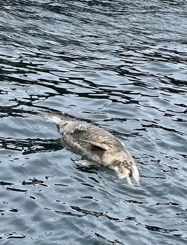 基隆市八斗子渔港25日上午发现有鲸豚死亡，经通报后，由海保署会同鲸豚协会将其捞起，并调查其死因。（项彦豪提供／张志康基隆传真）