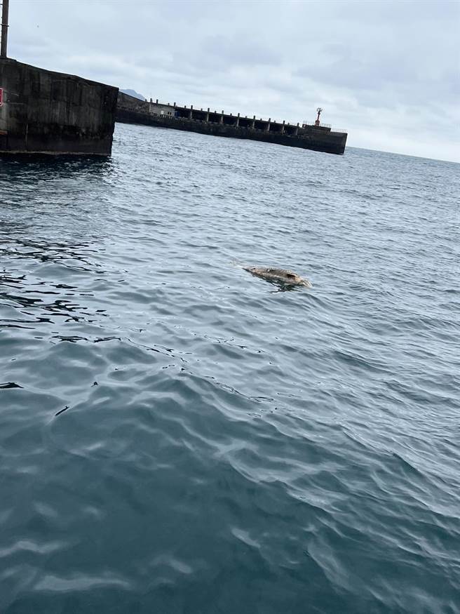 基隆市八斗子渔港25日上午发现有鲸豚死亡，经通报后，由海保署会同鲸豚协会将其捞起，并调查其死因。（项彦豪提供／张志康基隆传真）