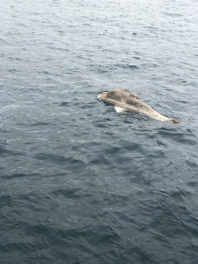 基隆市八斗子渔港25日上午发现有鲸豚死亡，经通报后，由海保署会同鲸豚协会将其捞起，并调查其死因。（项彦豪提供／张志康基隆传真）