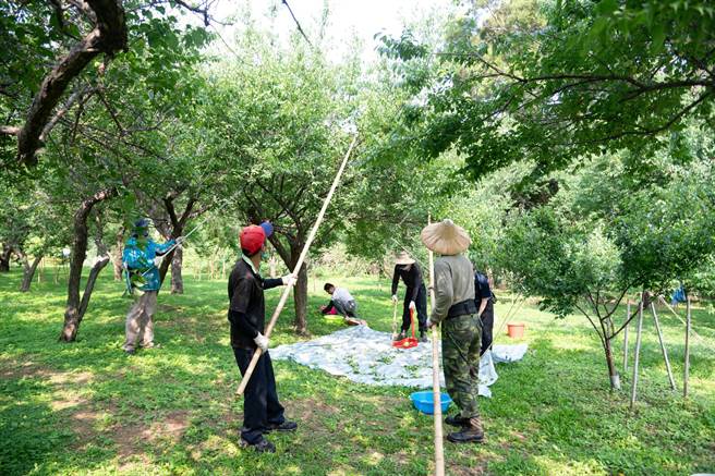 清大梅园的梅树较高，要先以竹竿敲击枝条的基部，让果实脱落，再蹲在地上慢慢捡或用扫把搜集。（清大提供／王惠慧新竹传真）