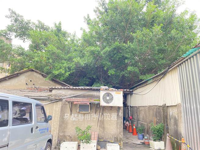 台铁新竹车站旁的台铁老宿舍因一旁的老树不断成长，近年「侵入」宿舍墙壁、屋顶，最近春雨报到，外面下大雨、屋内下小雨，住户苦不堪言。（陈育贤摄）