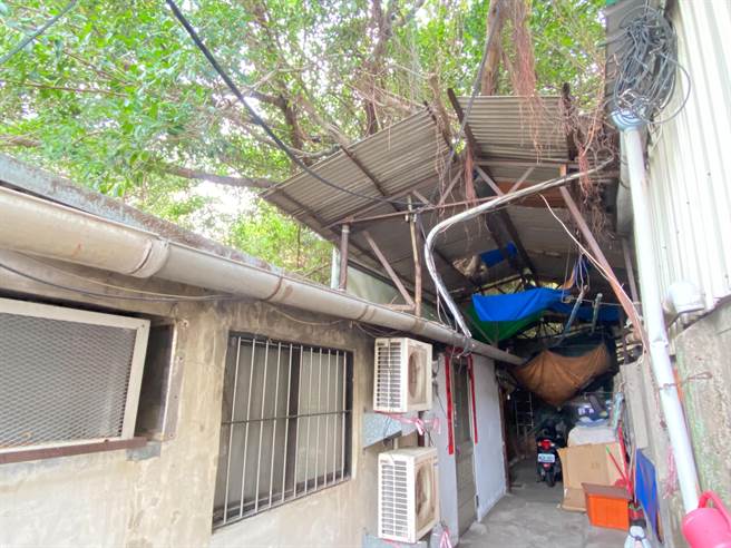 台铁新竹车站旁的台铁老宿舍因一旁的老树不断成长，近年「侵入」宿舍墙壁、屋顶，最近春雨报到，外面下大雨、屋内下小雨，住户苦不堪言。（陈育贤摄）