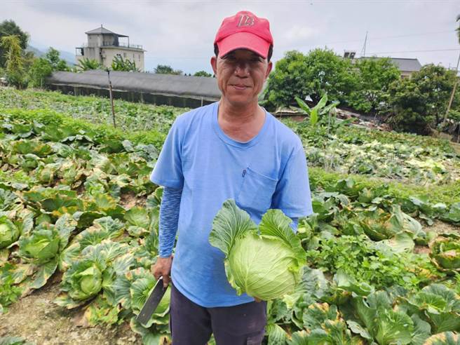 高丽菜批发价1公斤收购价仍个位数，埔里菜农25日、26日开放让民眾自採高丽菜，1颗20元。（民眾提供／杨静茹南投传真）