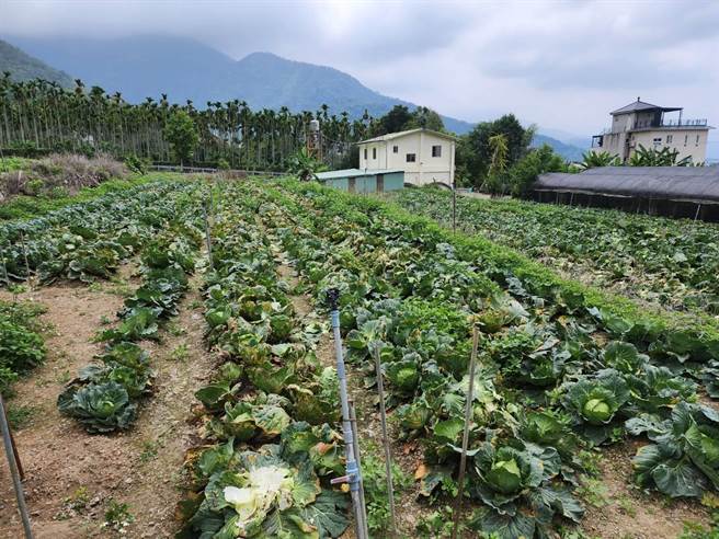 菜农梁小姐说，有一年他们种高丽菜遇到菜价崩盘，整片高丽菜只卖2500元，根本血本无归，今年改开放民眾自採1颗20元。（民眾提供／杨静茹南投传真）