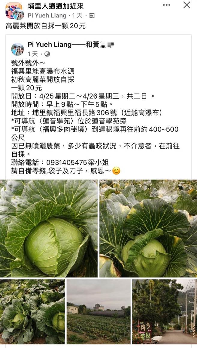 埔里高丽菜农在脸书张贴开放自採的贴文，吸引民眾自带工具来採收。（民眾提供／杨静茹南投传真）