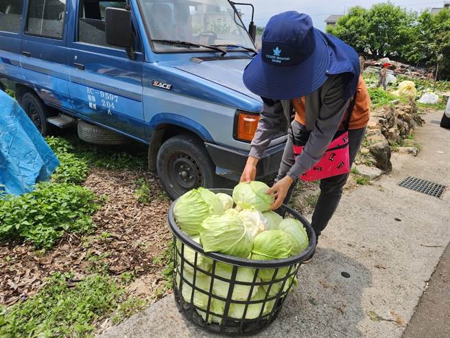 有妇人摘一大篓高丽菜，打算回家做泡菜，再分送亲朋好友。（民眾提供／杨静茹南投传真）