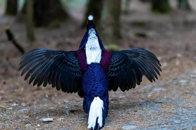 武陵农场蓝腹鷴近期上演「凤求凰」圆舞曲求偶戏码。（武陵农场提供／陈淑娥台中传真）