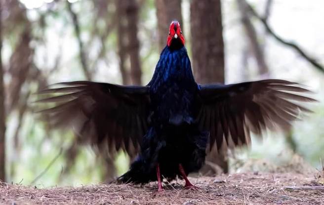 武陵农场蓝腹鷴近期上演「凤求凰」圆舞曲求偶戏码。（武陵农场提供／陈淑娥台中传真）
