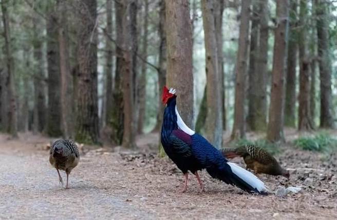 武陵农场蓝腹鷴近期上演「凤求凰」圆舞曲求偶戏码。（武陵农场提供／陈淑娥台中传真）