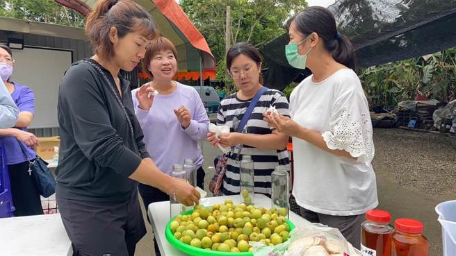台東縣銅礦11林業生產合作社辦理「自討梅趣」活動，邀請台東特教學校等單位到農場採梅、製作Q梅。（蔡旻妤攝）