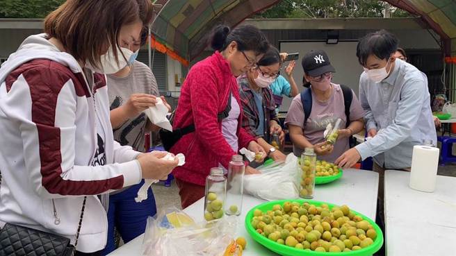 台東縣銅礦11林業生產合作社辦理「自討梅趣」活動，邀請台東特教學校等單位到農場採梅、製作Q梅。（蔡旻妤攝）