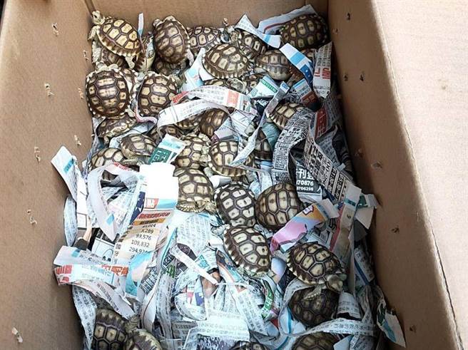 34岁张姓男子、24岁陈姓男子去年8月涉嫌以假手枪强取50只象龟，遭桃园地检署起诉。（翻摄照片）