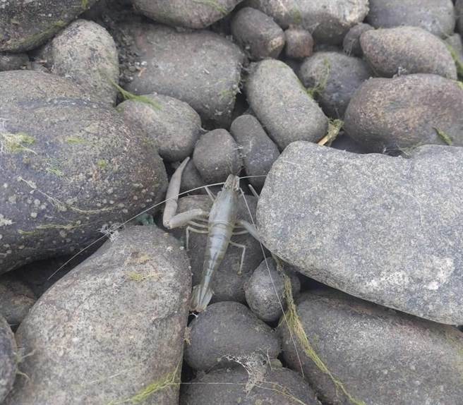 宜兰县三星乡安农溪已乾涸数日，四处可见鱼虾尸体。（宜兰县议员陈文昌提供／吴佩蓉宜兰传真）