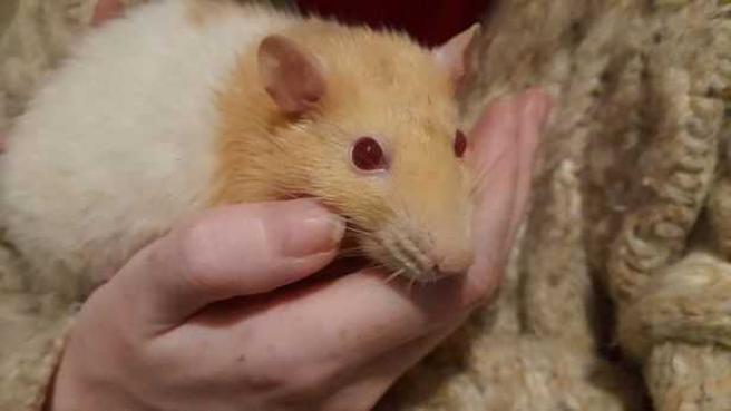 29 岁的夏洛特饲养一只宠物鼠，不过未婚夫的28岁弟弟班对宠物鼠产生呼吸和过敏症状，必须服用过敏药物，因此对夏洛特多少产生嫌隙。（图／当事人提供）