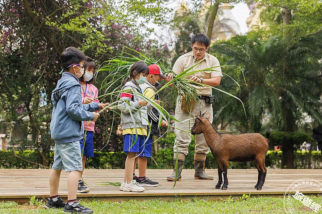 園區推出餵食侏儒山羊體驗讓孩子了解動物習性與生態。(業者提供)