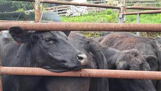 清境農場出售22頭安格斯牛減碳30％ 輪牧植樹挑戰淨零永續