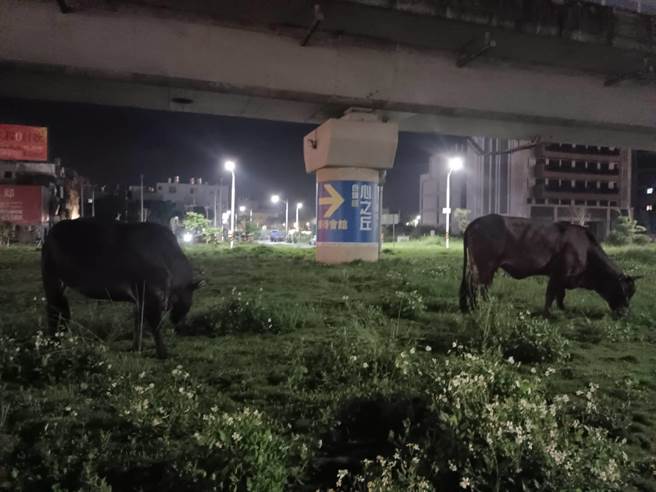 桃园市芦竹区南山路今天凌晨惊见有2头大黄牛在马路上逛大街。（桃园市芦竹警分局提供／陈梦茹桃园传真）