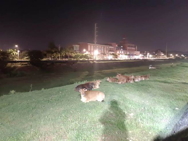 饲主接获警方通报后，立即到场将逃家的2只大黄牛引导回坑子溪畔。（桃园市芦竹警分局提供／陈梦茹桃园传真）