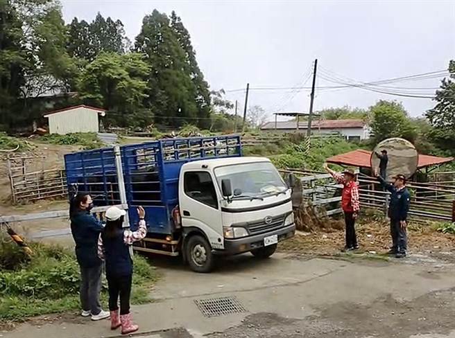 清境农场场长林中行等人到牛舍，不舍目送22头安格斯牛离开。（清境农场提供／杨静茹南投传真）