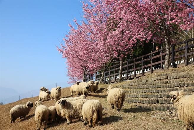 清境农场虽然以养牛起家，不过绵羊已经成为农场的明星动物，绵羊秀更是招牌表演。（清境农场提供／杨静茹南投传真）