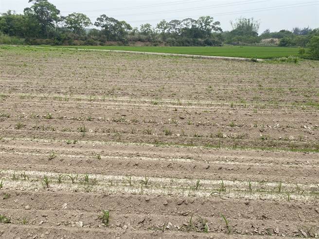 苗栗县各区田间陆续发现秋行军现踪。（苗栗县政府提供／李京升苗栗传真）