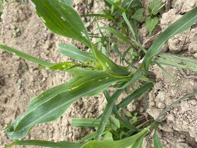 植株，出现叶薄膜状、孔洞状，且附有大量粪便聚集。（苗栗县政府提供／李京升苗栗传真）