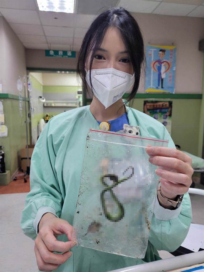 女子採收梅子，不慎遭栖息在梅树的赤尾青竹丝咬伤，她带着蛇尸就医。（竹山秀传医院提供／杨静茹南投传真）