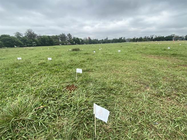 桃园龙冈大操场2000处红火蚁丘，军方立告示牌旗帜吁民眾勿靠近。(吕筱蝉摄)