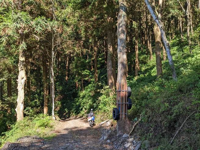 伐木现场边界木进行保护。（东势林管处提供）