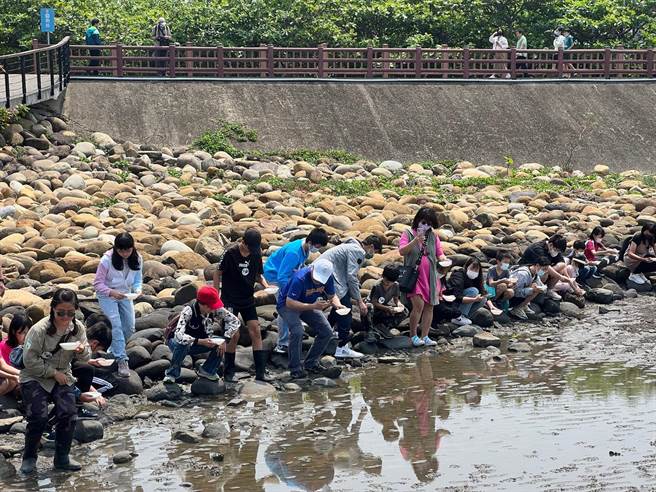 竹南国中復育鲎见成效，今年4月放流。（竹南国中提供／李京升苗栗传真）