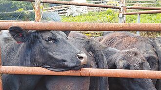 清境農場結束養牛產業 邁向淨零碳排