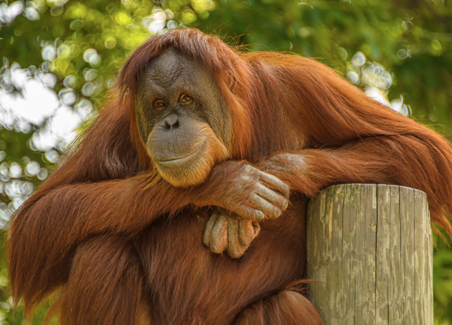 美国一只红毛猩猩生下宝宝后，却不知道如何喂养，饲养员便带着孩子亲自示范。(示意图/达志影像)