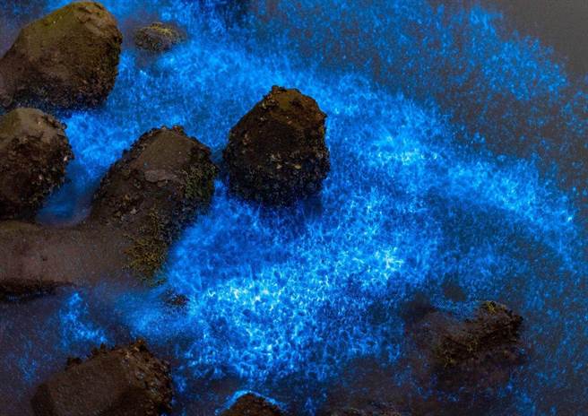 军区青山渔港蓝眼泪经调查研究，确认由红夜光虫造成，但青山渔港红夜光虫较适应高温，与马祖的生态习性不同。(台南市农业局提供／曹婷婷台南传真)