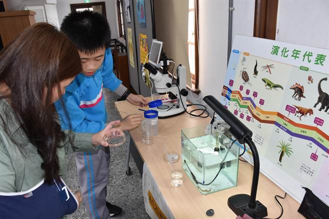 竹南国中3年前开始与海洋大学等合作孵化鲎卵，今年成功孵育出18只幼鲎。（谢明俊摄）