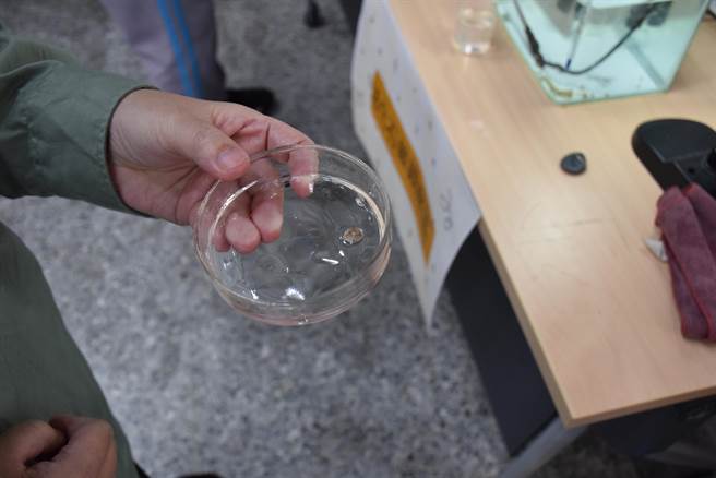 竹南国中3年前开始与海洋大学等合作孵化鲎卵，今年成功孵育出18只幼鲎。（谢明俊摄）