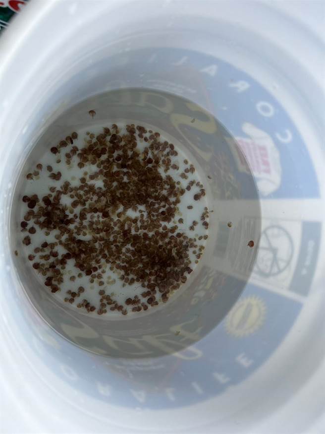 竹南国中3年前开始与海洋大学等合作孵化鲎卵，今年成功孵育出18只幼鲎。（竹南国中提供／谢明俊苗栗传真）