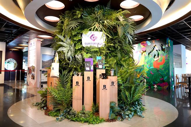 瓜地马拉咖啡树林中高达98％採用与森林生态并存的林荫种植方式，达到雨林永续循环，科大店透过咖啡树林与精品豆诠释生态友善的氛围。（金车提供）